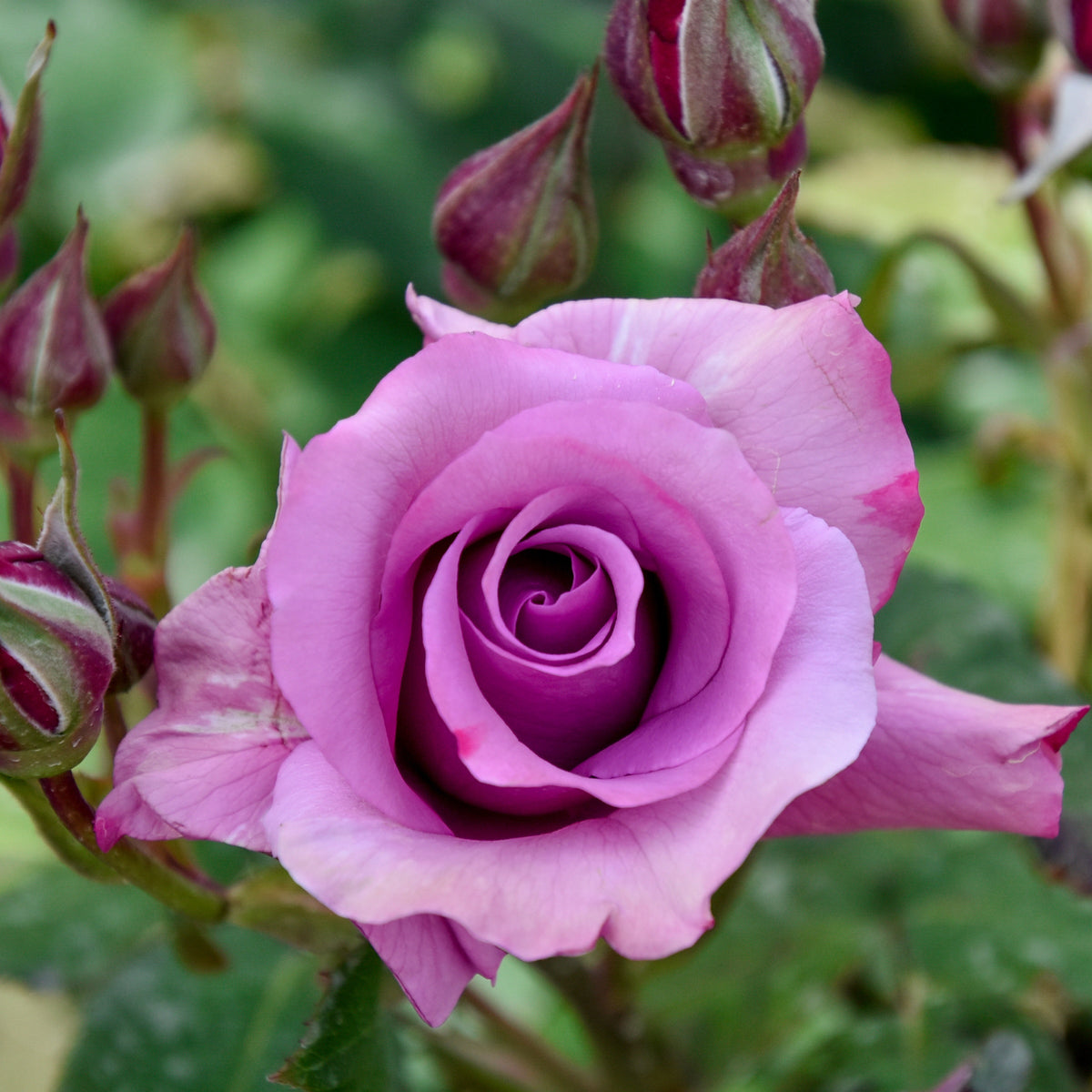 Rosier à massif violet - Bakker