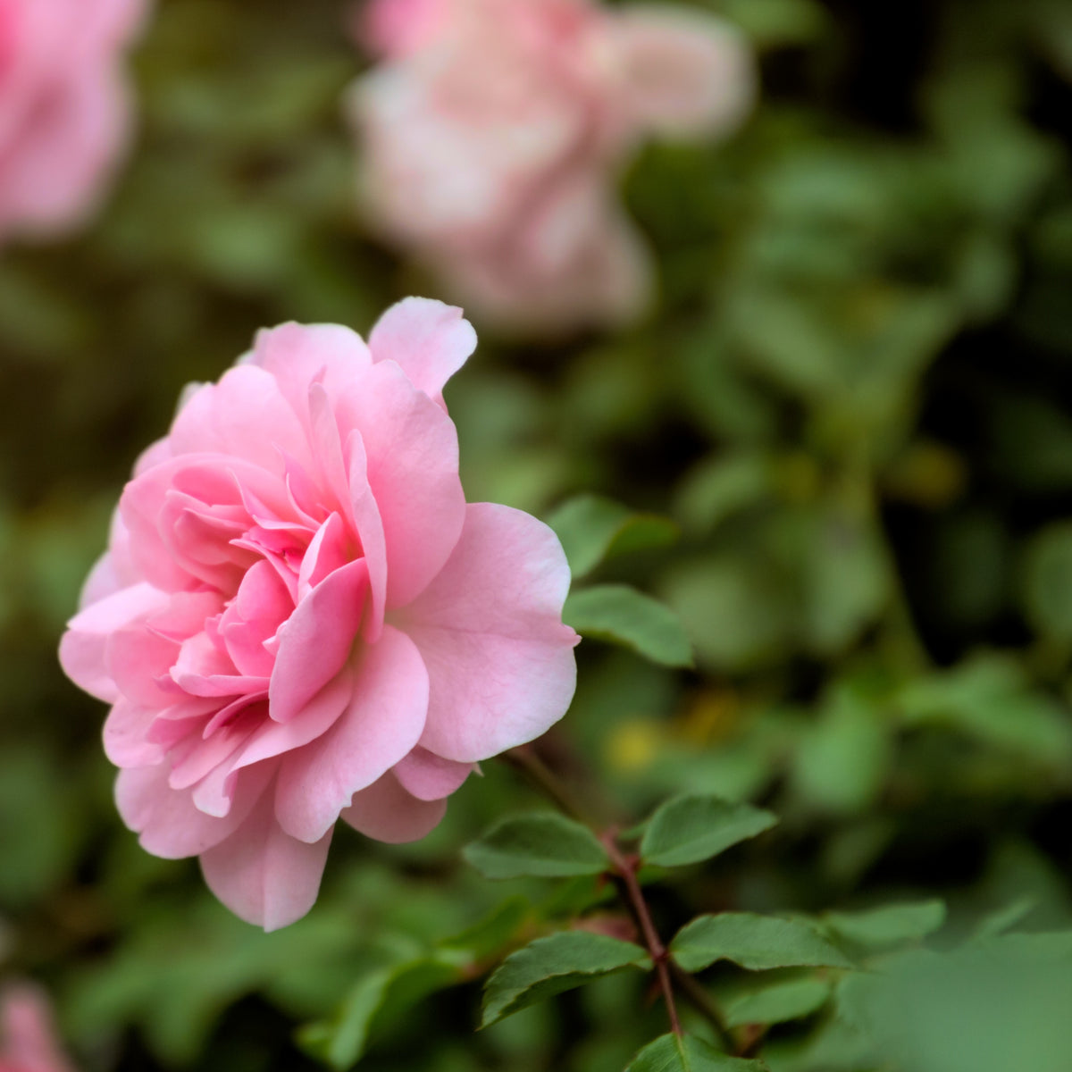 Rosier à massif rose - Bakker