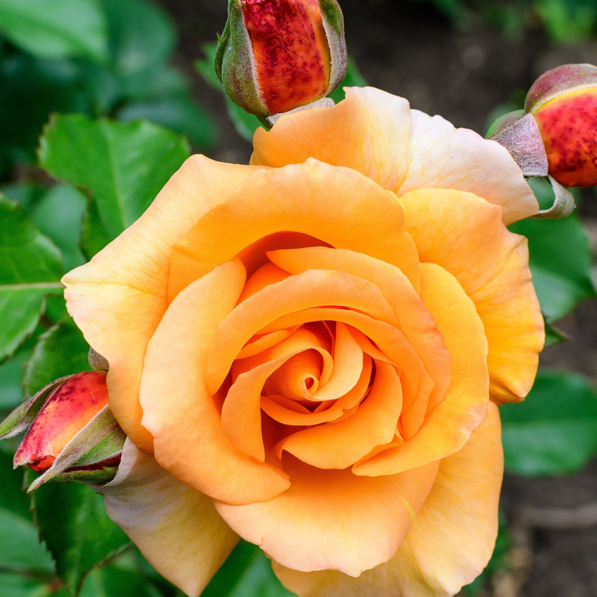 Rosier grimpant orange - Bakker