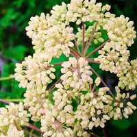 Bakker - Angélique officinale - Angelica archangelica - Plantes d'extérieur