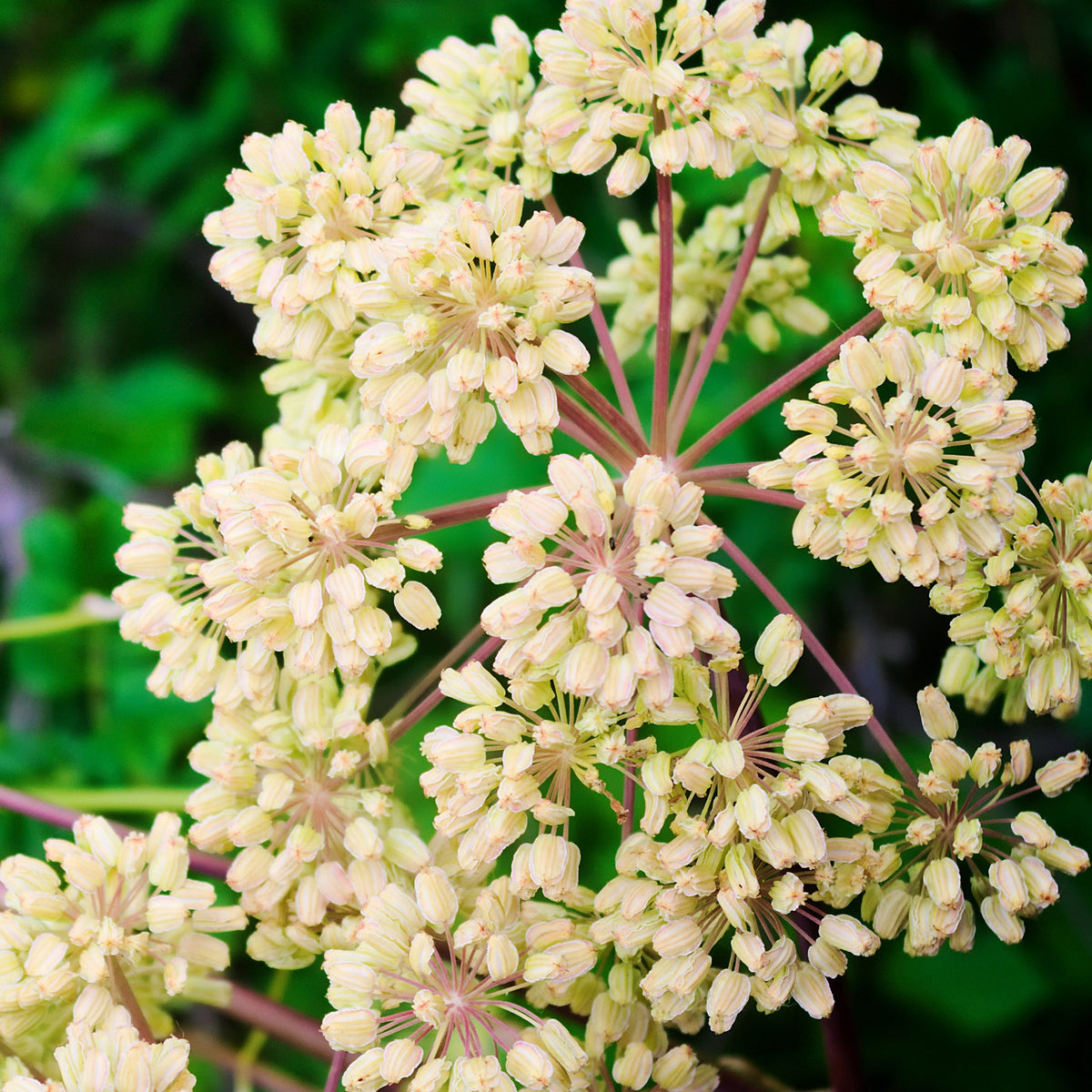 Plantes vivaces - Angélique officinale - Angelica archangelica