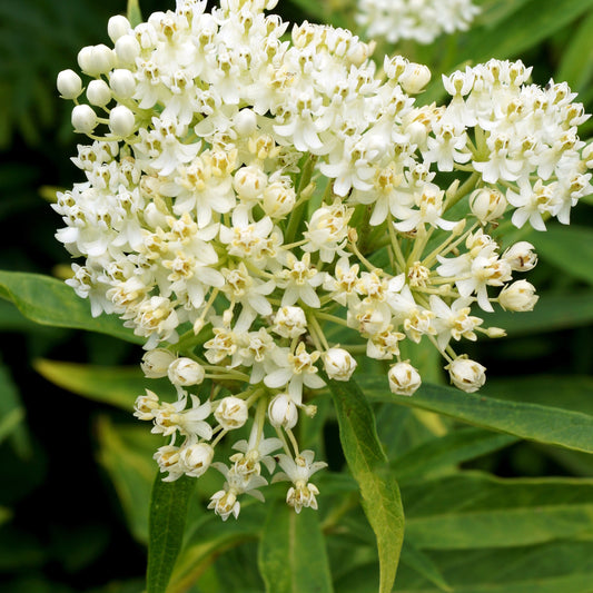 Bakker - 3 Asclépiades incarnat Ice Ballet - Asclepias incarnata 'ice ballet' - Plantes d'extérieur