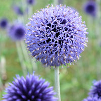 Bakker - 3 Boules azurées Veitchs Blue - Echinops ritro 'veitch's blue' - Arbustes et vivaces