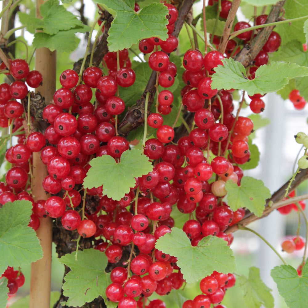 Collection de 9 Fruitiers à fruits rouges - Rubus idaeus 'sumo 2', ribes rubrum 'rovada', frag - Bakker