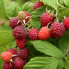 Bakker - Framboisier remontant Autumn First - Rubus idaeus autumn first - Fruitiers