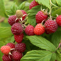 Bakker - Framboisier remontant Autumn First - Rubus idaeus autumn first - Fruitiers