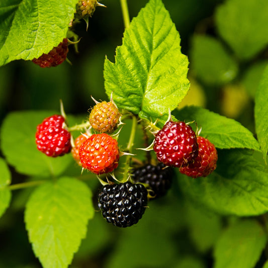 Framboisier Black Jewel - Bakker