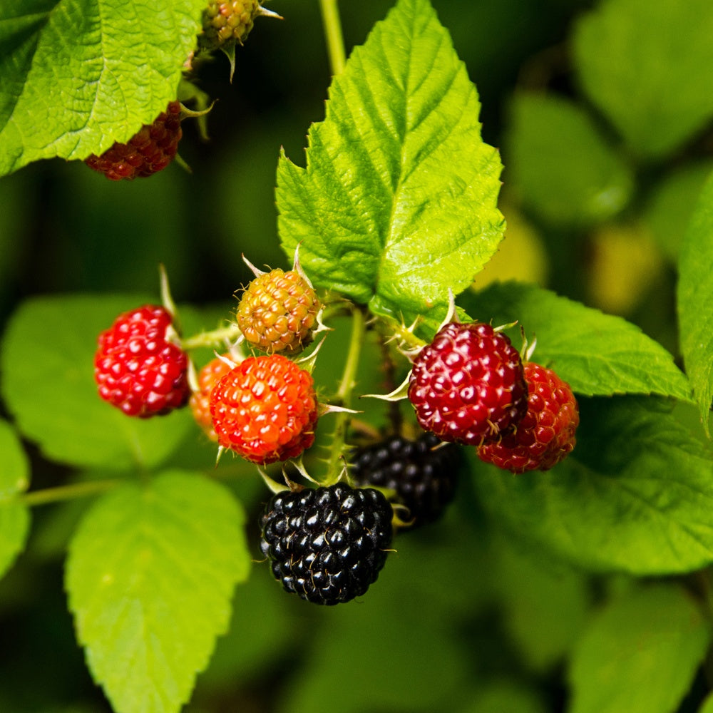 Framboisier Black Jewel - Bakker