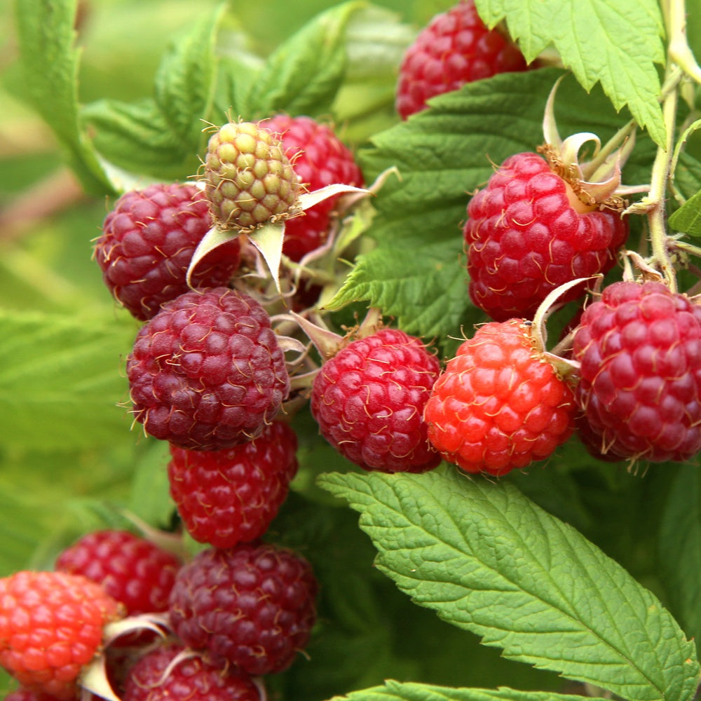 Bakker - Framboisier nain Little Sweet Sister - Rubus idaeus little sweet sister - Fruitiers