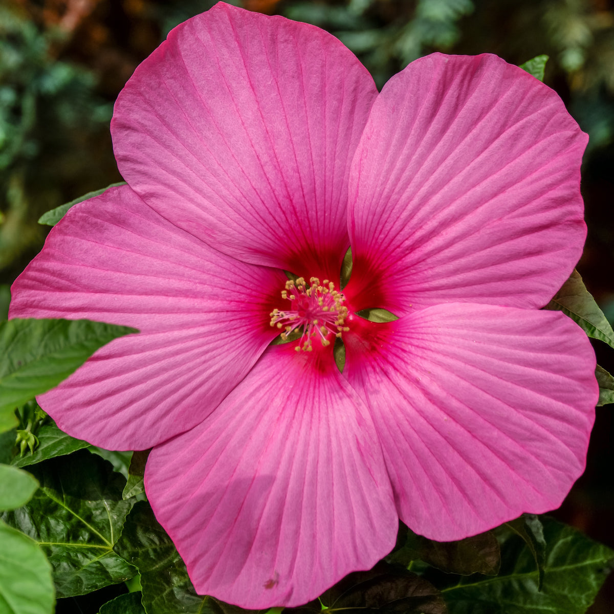 Hibiscus des marais Carrousel ® Pink passion - Bakker