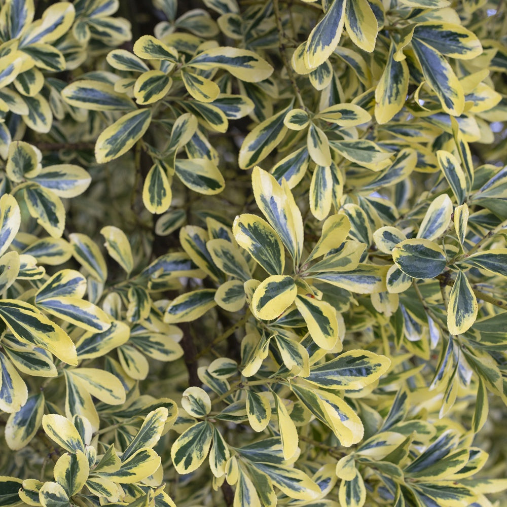Fusain du Japon ' Aureomarginatus' - Euonymus japonicus Aureomarginatus - Bakker