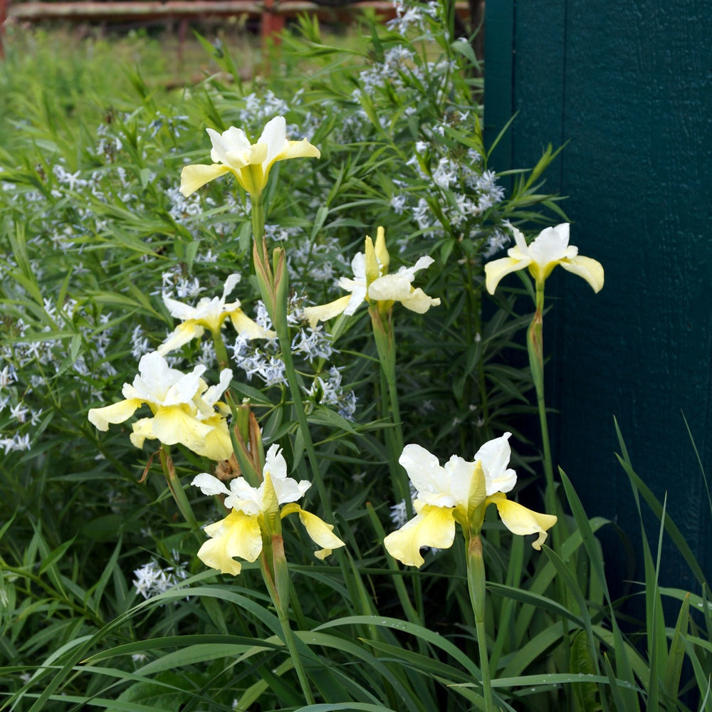 Iris de Sibérie Butter and Sugar - Iris sibirica 'butter and sugar' - Bakker