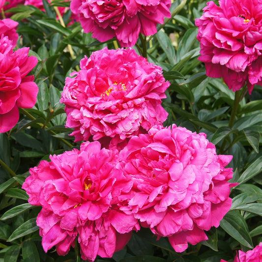 Pivoine Kansas - Bakker