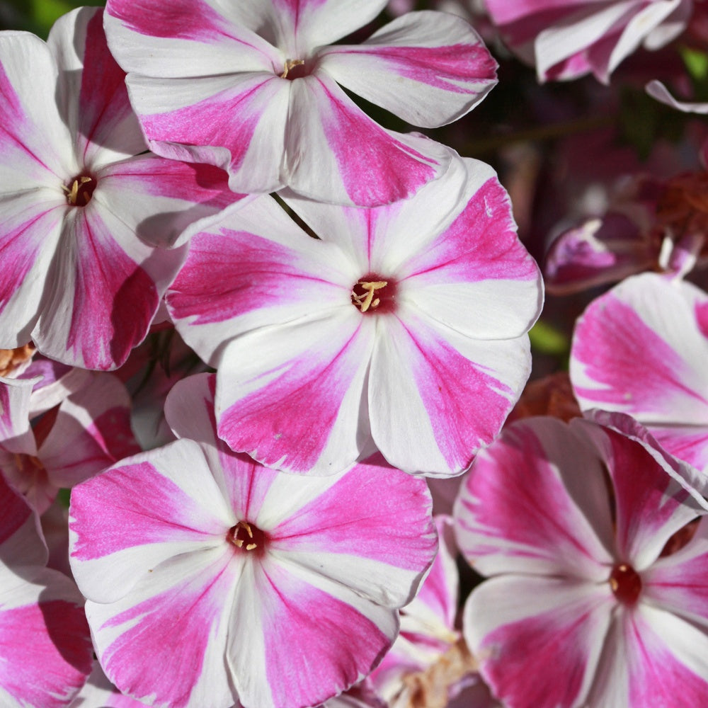 Phlox paniculata Bambini Candy Crush - Phlox paniculata Bambini ® Candy Crush - Bakker