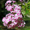 Phlox paniculata Bambini Candy Crush - Bakker.com | France