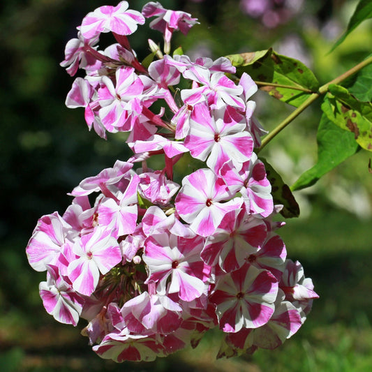 Phlox paniculata Bambini Candy Crush - Bakker