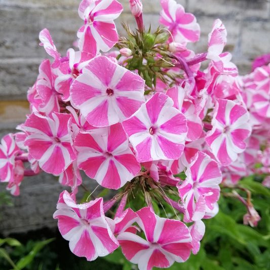 Phlox paniculata Peppermint Twist - Bakker