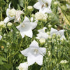 Bakker - Platycodon à grandes fleurs 'Albus' - Platycodon grandiflorus albus - Plantes d'extérieur