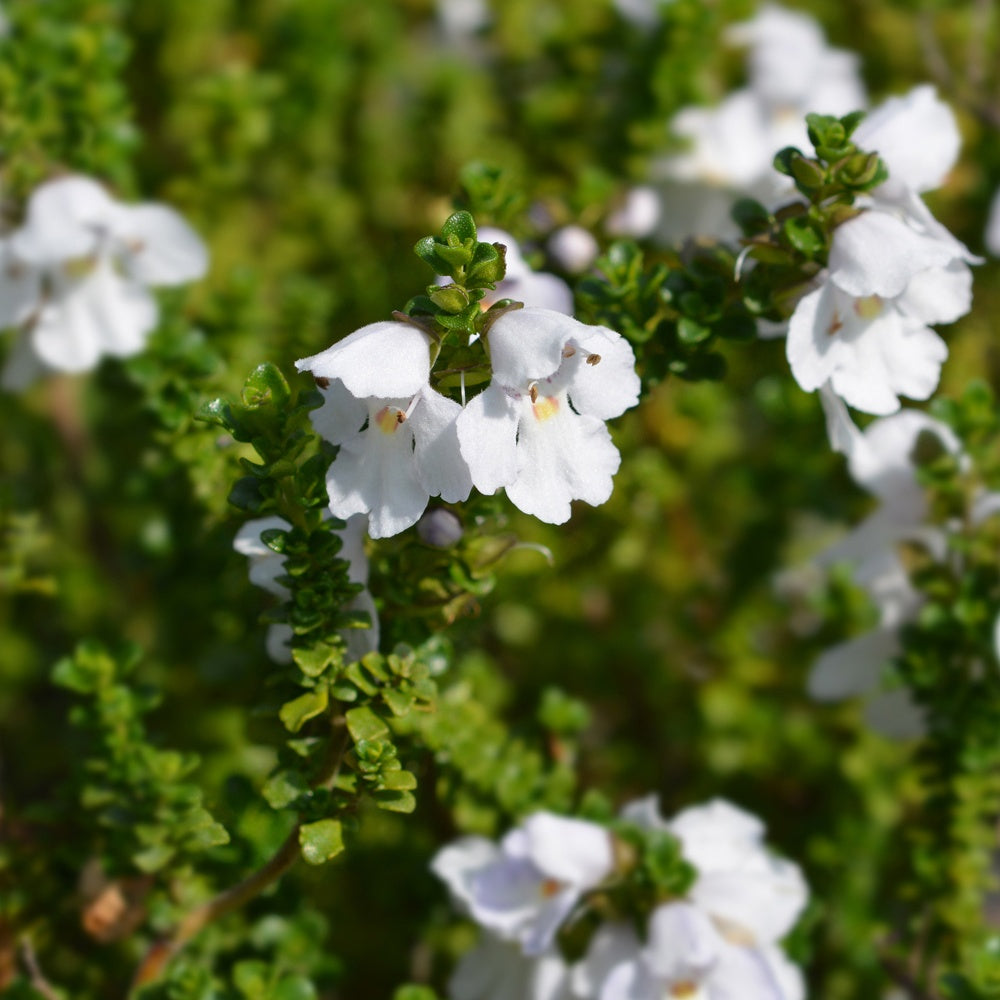 Bakker - Menthe australienne - Prostanthera cuneata - Terrasses et balcons