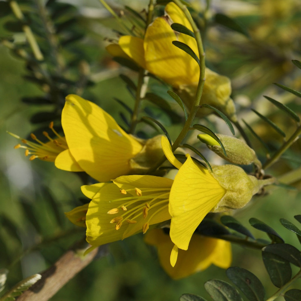 Plantes de terrasses et balcons - Sophora à petites feuilles 'Sun King' - Sophora microphylla Sun King