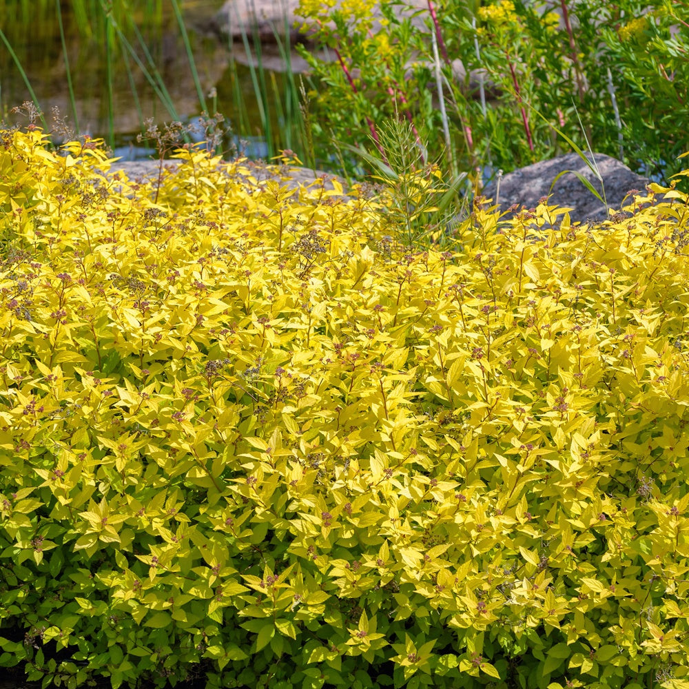Spirée japonaise Goldmound - Bakker