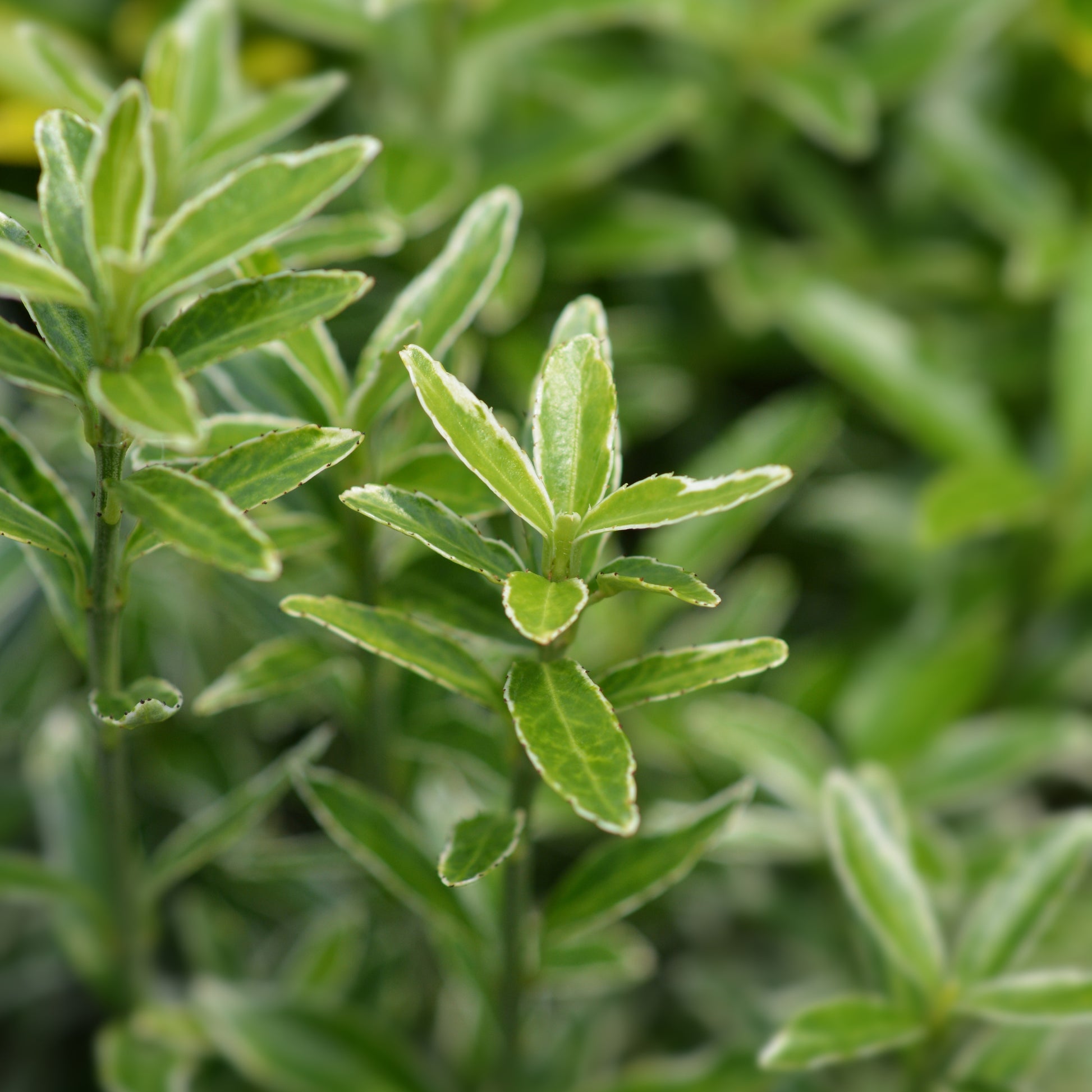 Bakker - 3 Fusains persistants Emerald and Gold - Euonymus japonicus 'microphyllus albovariegatus' - Plantes d'extérieur