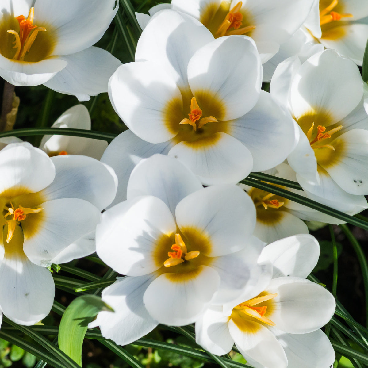 10 Crocus Ard Schenk - Bakker