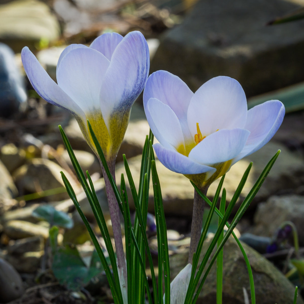20 Crocus Blue Pearl - Crocus biflorus 'Blue Pearl' - Bakker