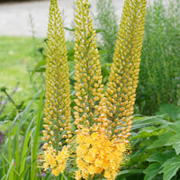 Lis des steppes - Bakker