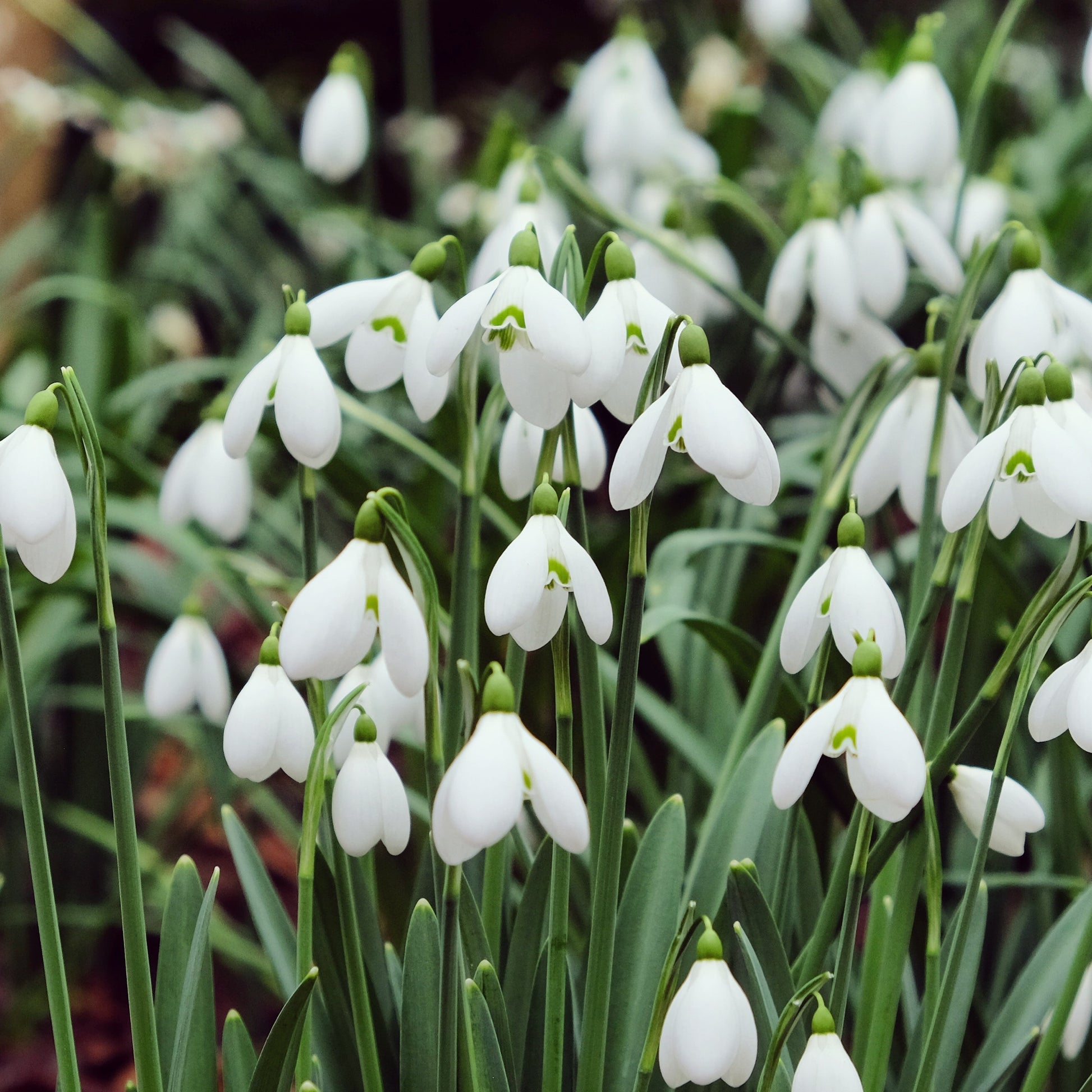 Bakker - 10 Perce-neige géant - Galanthus elwesii - Bulbes à fleurs