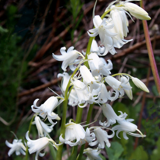 Bakker - 10 Jacinthes d'Espagne à fleurs blanches - Hyacinthoides 'hispanica white' - Bulbes à fleurs