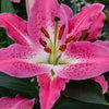 Bakker - 2 Lys Oriental Star Gazer - Lilium 'star gazer' - Bulbes à fleurs