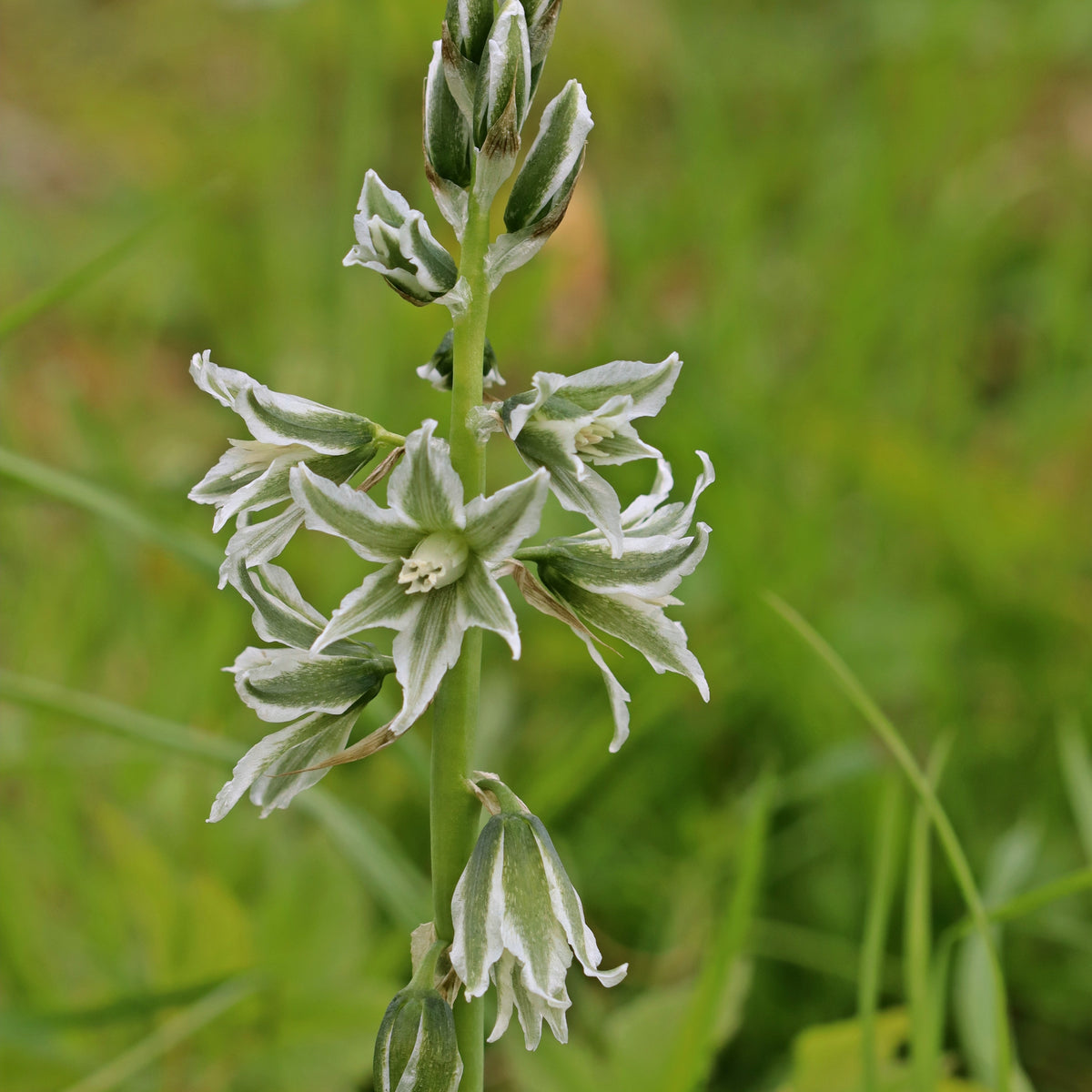 Ornithogalum Saundersiae - Ornithogale Saundersiae - Bulbes de printemps