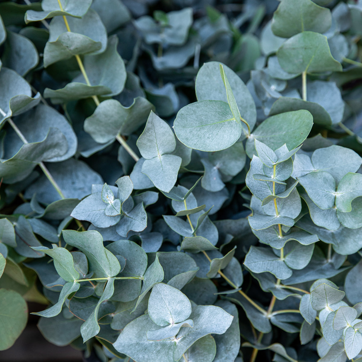 Eucalyptus Baby Blue EXTRA - Eucalyptus pulverulenta Baby Blue - Bakker