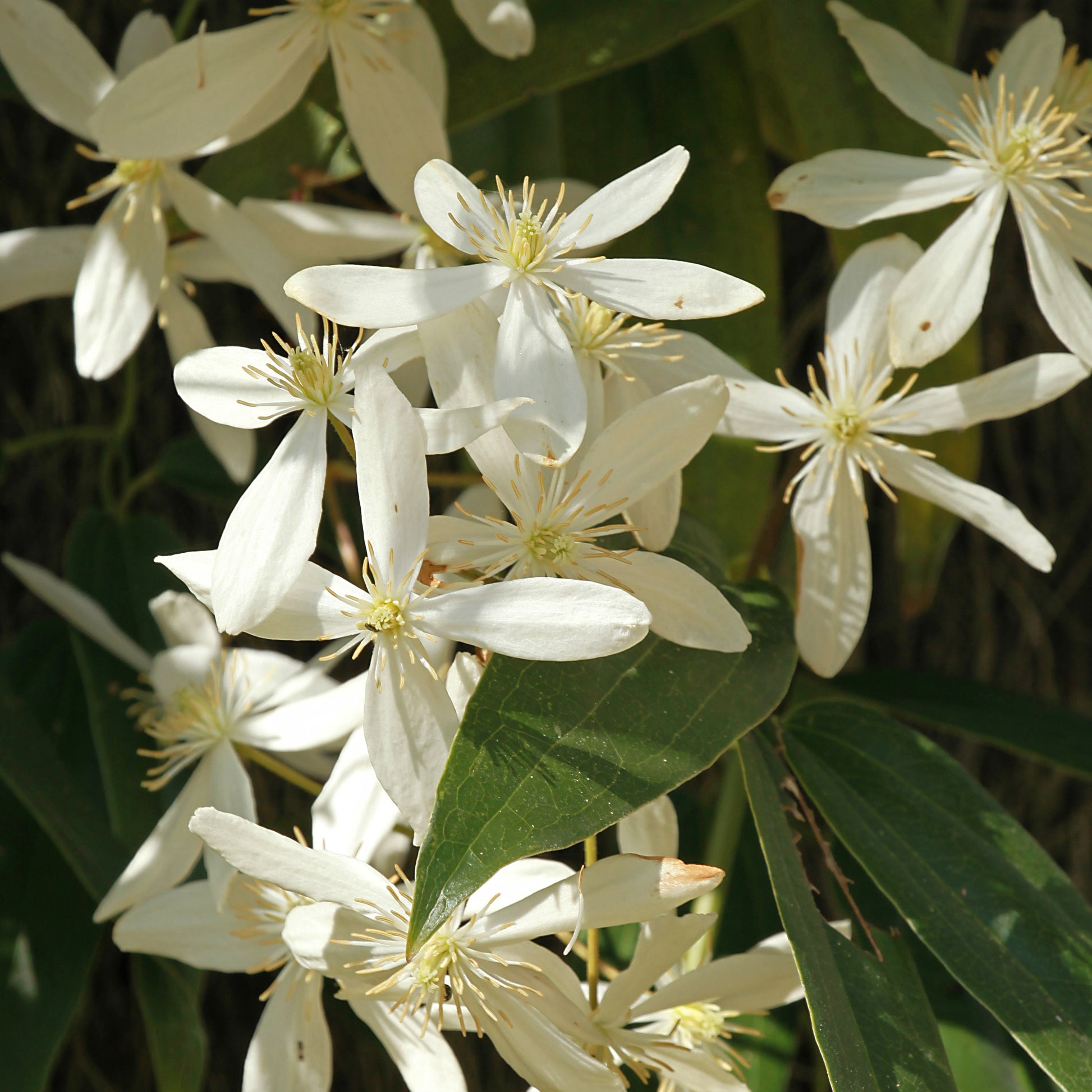 Bakker - Clématite du Père Armand Little White Charm - Clematis armandii 'little white charm' - Plantes d'extérieur