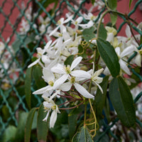 Bakker - Clématite du Père Armand Little White Charm - Clematis armandii 'little white charm' - Arbustes et vivaces