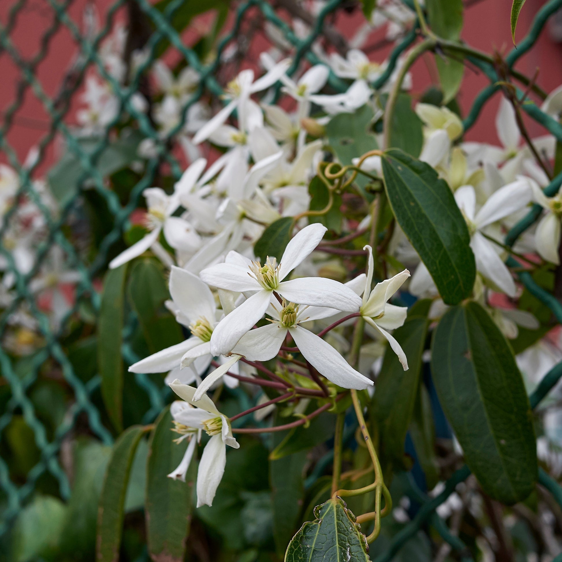 Bakker - Clématite du Père Armand Little White Charm - Clematis armandii 'little white charm' - Arbustes et vivaces