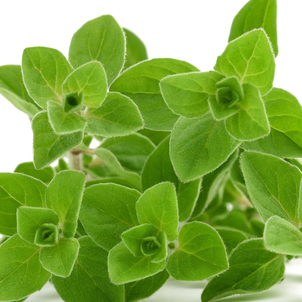 Plant d'Origan - Origanum vulgare - Bakker