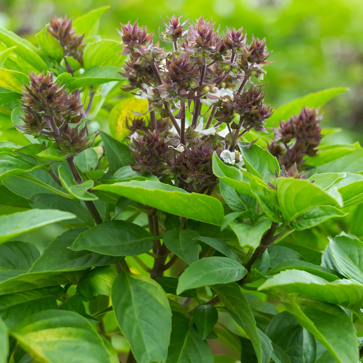 Plant de Basilic Thaï - Bakker
