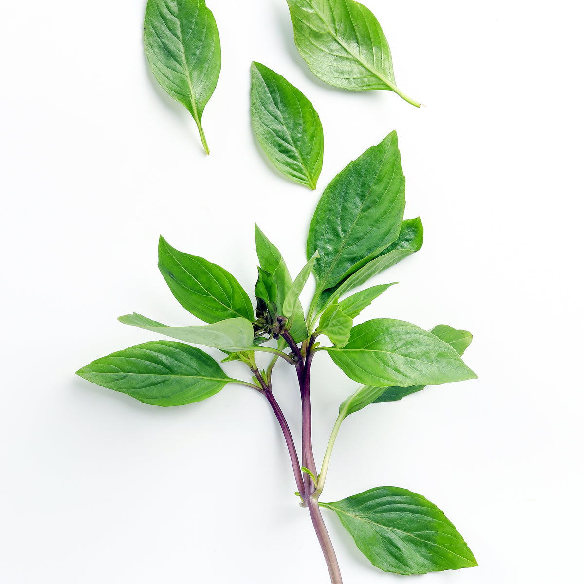 Plants d'aromatiques - Plant de Basilic Thaï - Ocimum basilicum var. thyrsiflora
