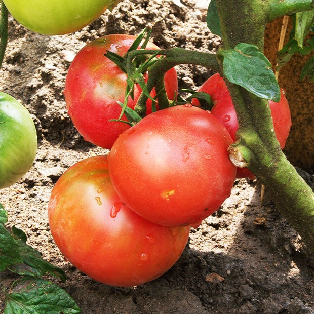 Collection 4 tomates : Rose de Berne, Roma, Merveille des marchés, Sw - Collection de Tomates - Graines de tomates