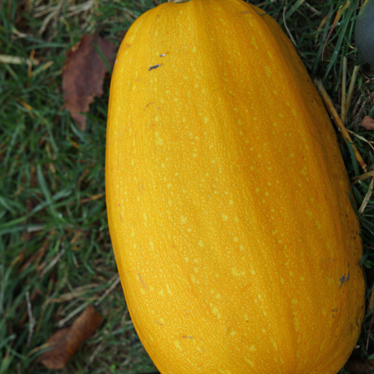 3 Plants de Courge Spaghetti - Bakker