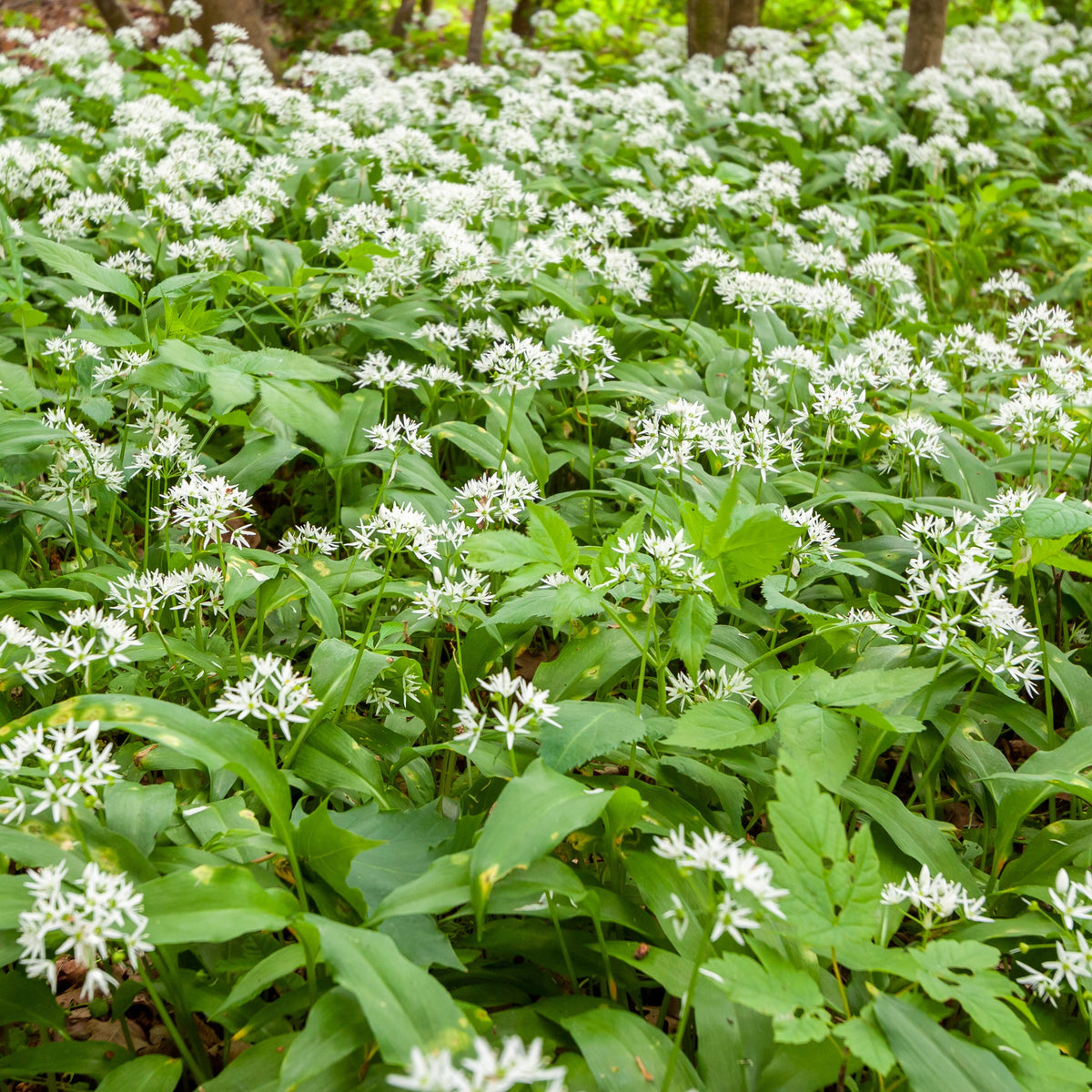 Allium ursinum - Plant d'Ail des Ours - Artichauts
