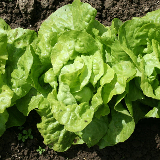 6 Plants de Laitue pommée Appia - Bakker