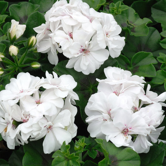 Bakker - Géranium zonale blanc - Pelargonium zonale - Terrasses et balcons