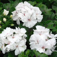 Pelargonium zonale - Collection de 6 Géraniums : rouges, blancs, Dark Lilac - Géranium - Pélargonium
