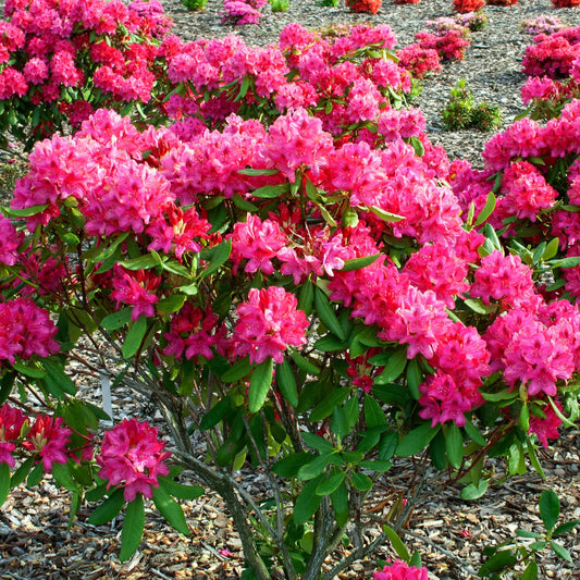 Bakker - Rhododendron Nova Zembla - Rhododendron Nova Zembla - Arbustes