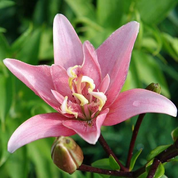 3 Lis asiatique à fleurs doubles Elodie - Lilium elodie - Bakker