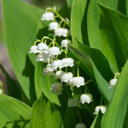 Racines nues - Muguet blanc - Convallaria majalis