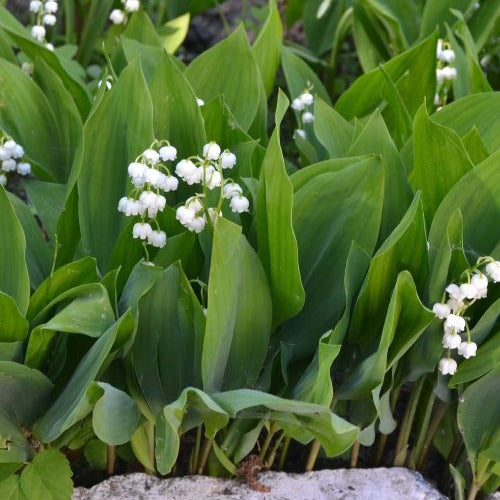 Vente Muguet blanc - Convallaria majalis